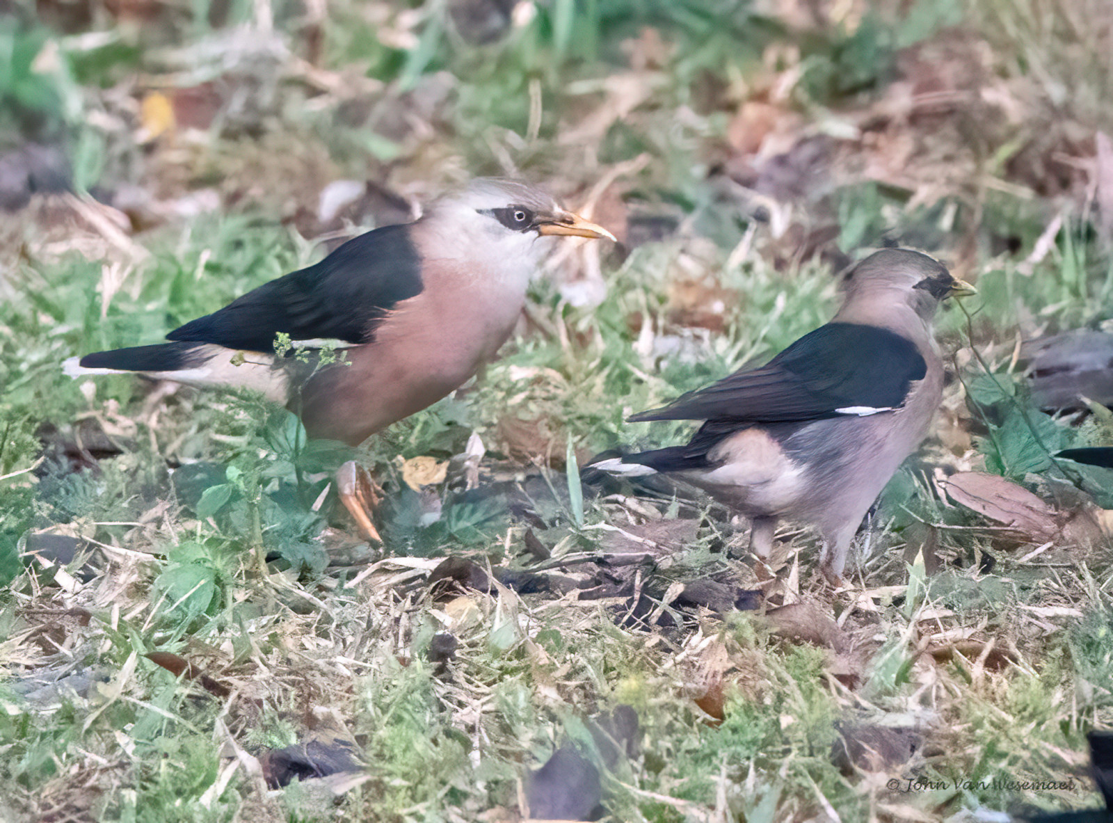 image Vinous-breasted Starling